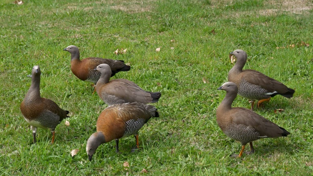 A flock of cauquenes, which are Patagonian wild geese.
