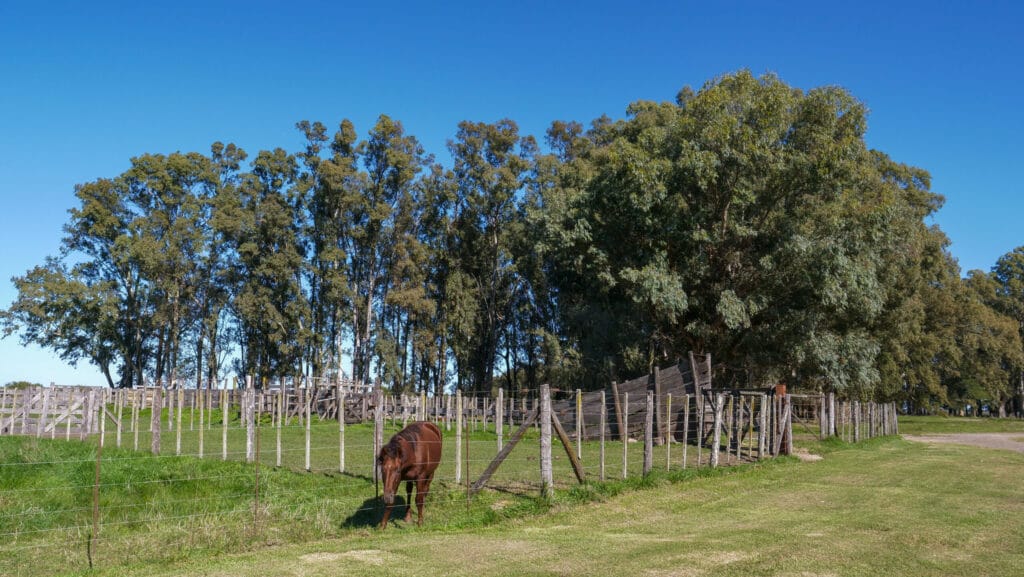 A horse in the fields at Estancia La Tomasa.