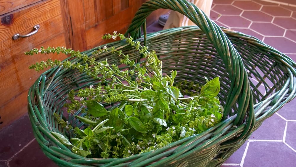 Big basket of basil freshly harvested from the garden.
