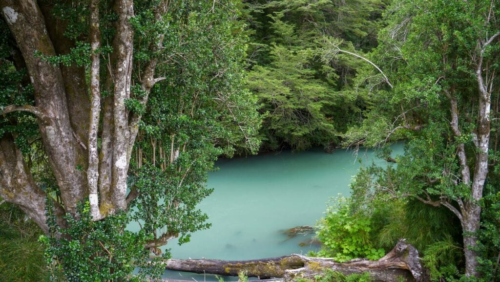 The turquoise waters of the Frias River and the greenery of the Valdivian Forest at Puerto Blest.