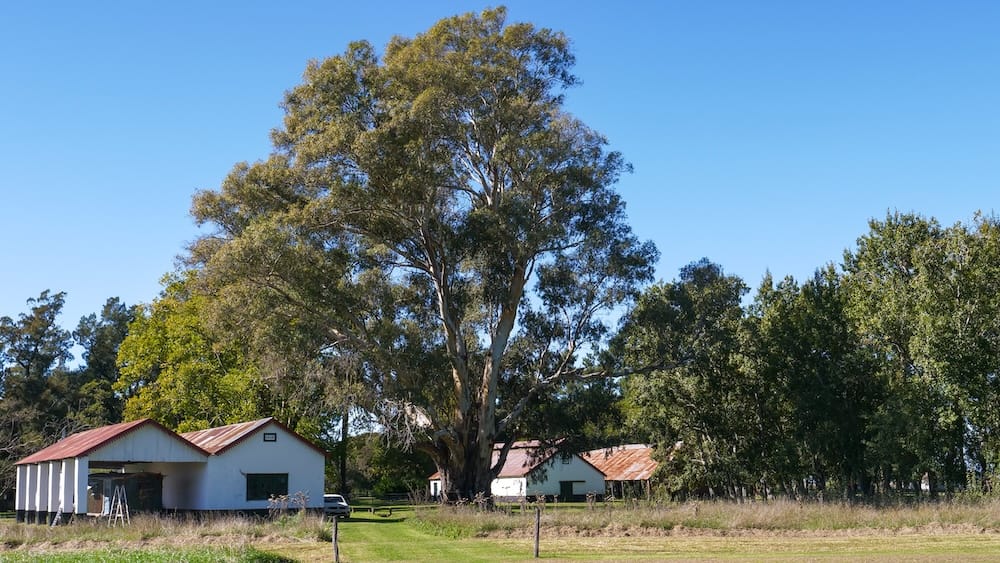 Historic buildings at Estancia La Tomasa flanked by an enormous eucalyptus tree.