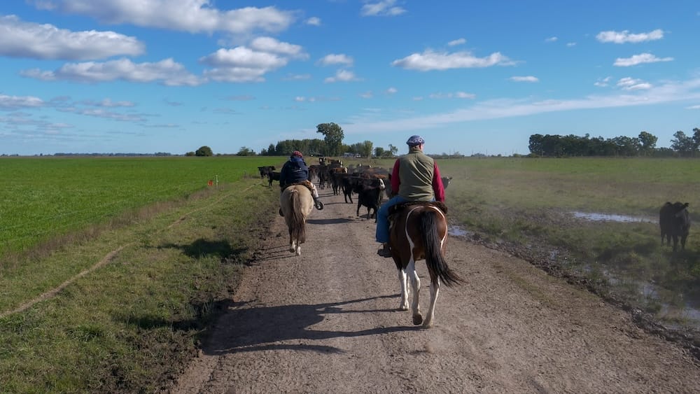 Horseback riding through the pampas guided by a gaucho