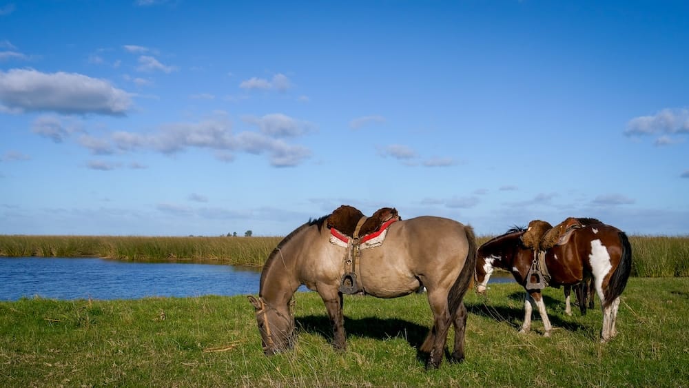 Saddled horses munch on grass next to the lagoon.