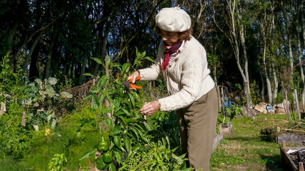 Green peppers being harvested from the garden.
