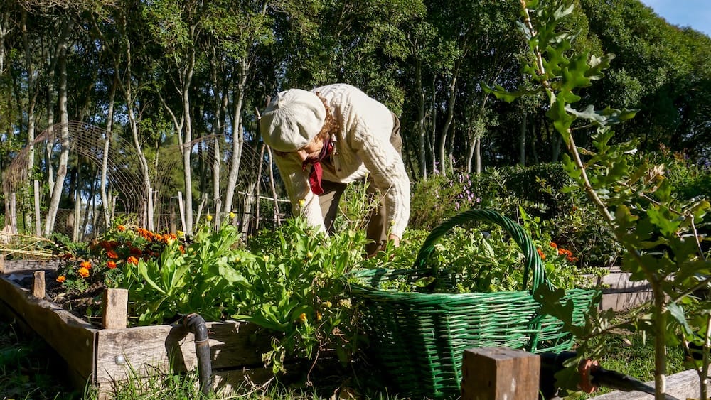 Luisa Mackern harvesting vegetables in the estancia vegetable patch.
