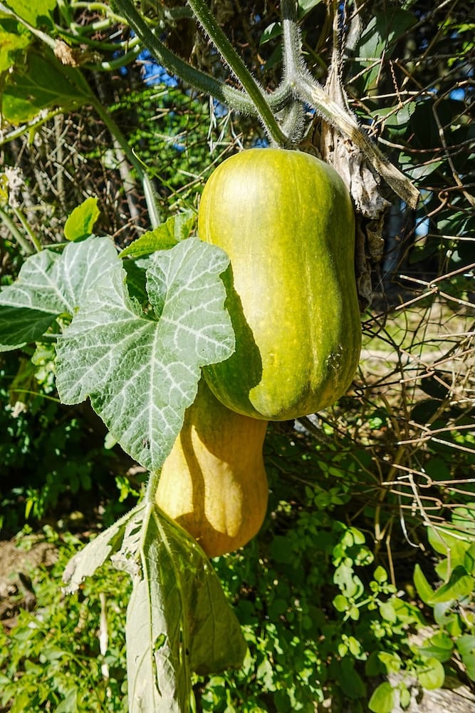 Squash growing in the organic vegetable patch that is then used in seasonal dishes.