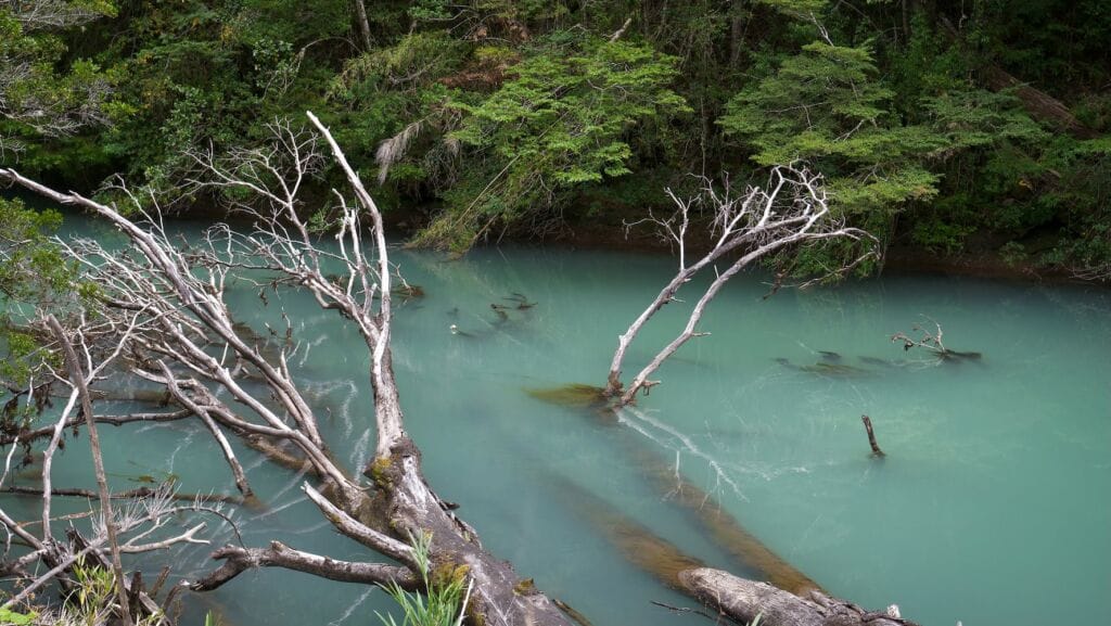 A fallen tree in the turquoise water of the Rio Frias in Puerto Blest.