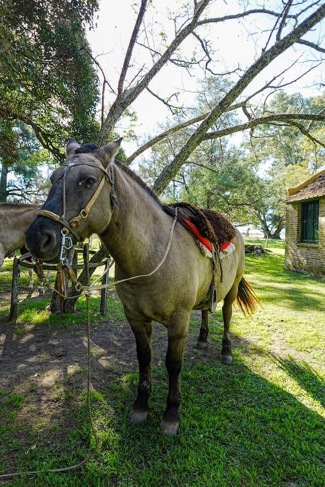 A horse named Gypsy saddled for a ride through the estancia.